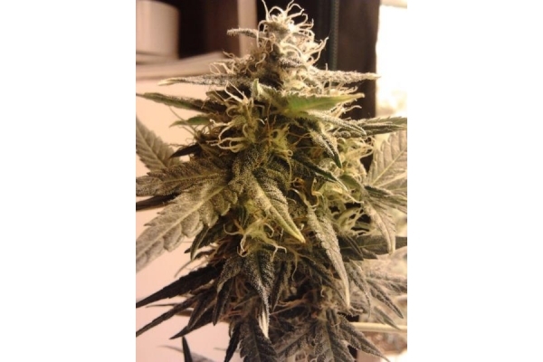 Easy Bud Auto (Royal Queen Seeds) femminizzata Easy Bud Auto (Royal Queen Seeds) femminizzata