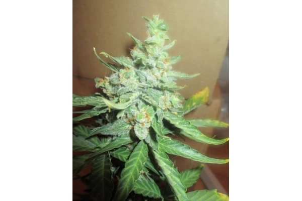Easy Bud Auto (Royal Queen Seeds) femminizzata