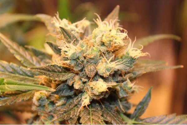 Easy Bud Auto (Royal Queen Seeds) femminizzata Easy Bud Auto (Royal Queen Seeds) femminizzata