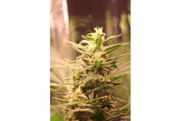 Easy Bud Auto (Royal Queen Seeds) femminizzata Easy Bud Auto (Royal Queen Seeds) femminizzata