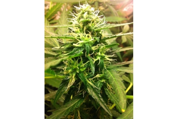 Quick One Auto (Royal Queen Seeds) femminizzata Quick One Auto (Royal Queen Seeds) femminizzata