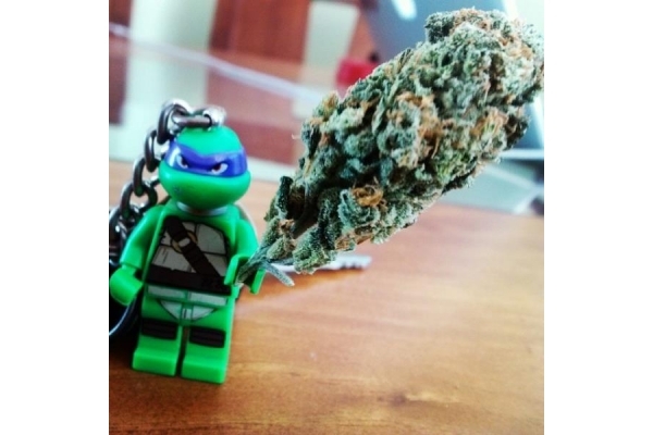 Quick One Auto (Royal Queen Seeds) femminizzata Quick One Auto (Royal Queen Seeds) femminizzata