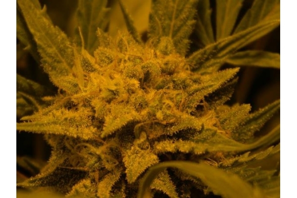 Royal Critical Auto (Royal Queen Seeds) femminizzata