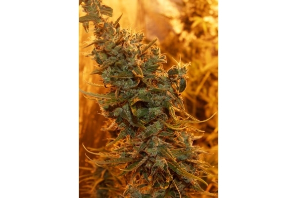 Royal Critical Auto (Royal Queen Seeds) femminizzata