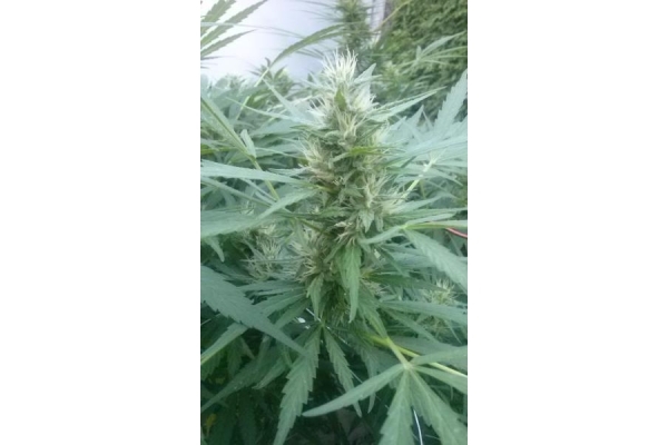 Royal Critical Auto (Royal Queen Seeds) femminizzata