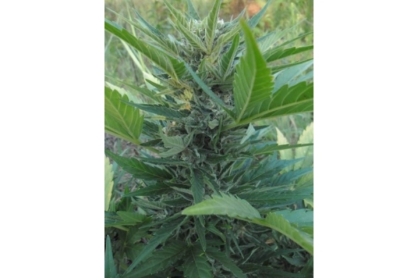 Royal Critical Auto (Royal Queen Seeds) femminizzata