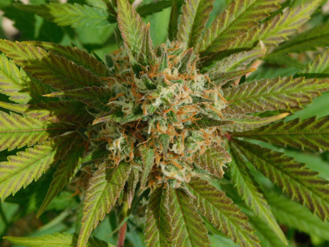 Raspberry Cough (Nirvana) femminizzati Raspberry Cough (Nirvana) femminizzati