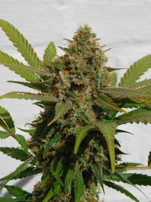 Raspberry Cough (Nirvana) femminizzati Raspberry Cough (Nirvana) femminizzati