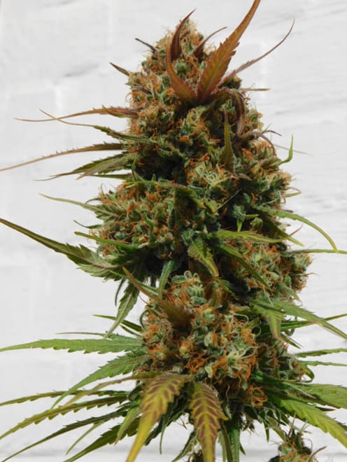 Raspberry Cough (Nirvana) femminizzati Raspberry Cough (Nirvana) femminizzati