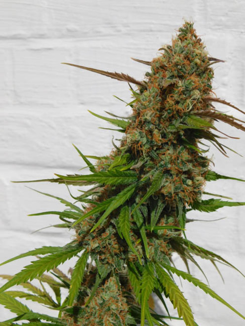 Raspberry Cough (Nirvana) femminizzati Raspberry Cough (Nirvana) femminizzati