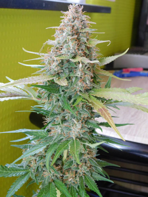 Raspberry Cough (Nirvana) femminizzati Raspberry Cough (Nirvana) femminizzati