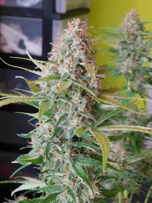 Raspberry Cough (Nirvana) femminizzati Raspberry Cough (Nirvana) femminizzati