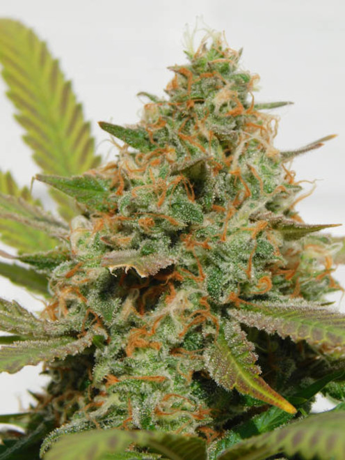 Raspberry Cough (Nirvana) femminizzati Raspberry Cough (Nirvana) femminizzati