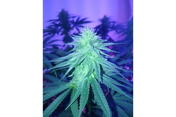 Haze Berry (Royal Queen Seeds) femminizzata