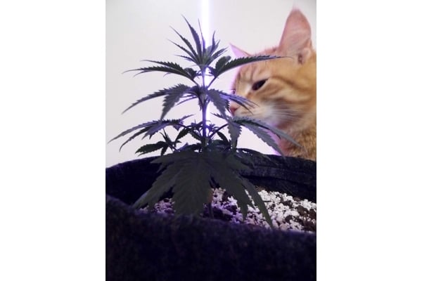 Haze Berry (Royal Queen Seeds) femminizzata