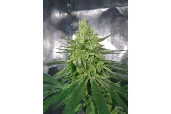 Haze Berry (Royal Queen Seeds) femminizzata