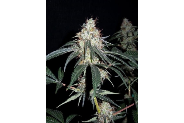 Nepal Jam (ACE Seeds) femminizzata Nepal Jam (ACE Seeds) femminizzata