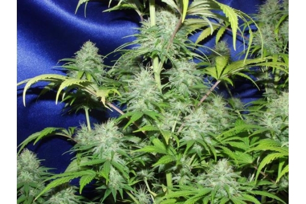 Nepal Jam (ACE Seeds) femminizzata Nepal Jam (ACE Seeds) femminizzata