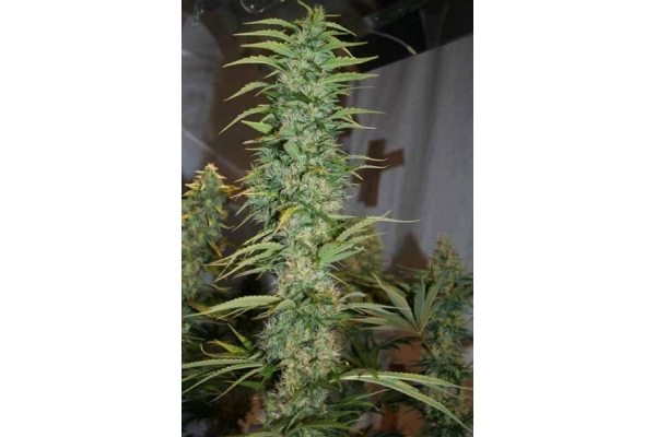 Orient Express (ACE Seeds) femminizzata Orient Express (ACE Seeds) femminizzata