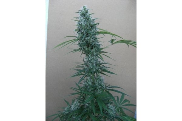 Orient Express (ACE Seeds) femminizzata Orient Express (ACE Seeds) femminizzata