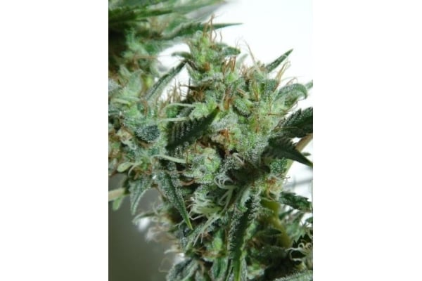 Orient Express (ACE Seeds) femminizzata Orient Express (ACE Seeds) femminizzata