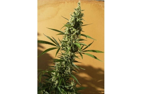 Panama (ACE Seeds) femminizzata Panama (ACE Seeds) femminizzata