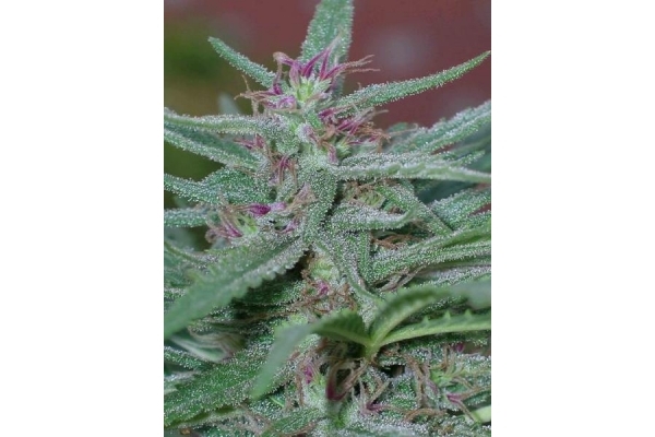 Panama (ACE Seeds) femminizzata Panama (ACE Seeds) femminizzata