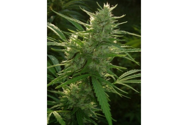 Panama (ACE Seeds) femminizzata Panama (ACE Seeds) femminizzata