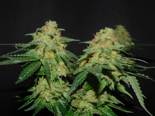 Spliff's Strawberry (Spliff Seeds) femminizzata Spliff's Strawberry (Spliff Seeds) femminizzata