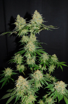 Spliff's Strawberry (Spliff Seeds) femminizzata Spliff's Strawberry (Spliff Seeds) femminizzata