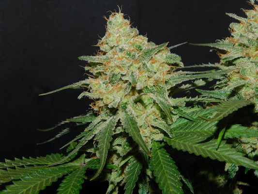 Spliff's Strawberry (Spliff Seeds) femminizzata Spliff's Strawberry (Spliff Seeds) femminizzata