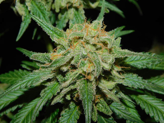 Spliff's Strawberry (Spliff Seeds) femminizzata Spliff's Strawberry (Spliff Seeds) femminizzata