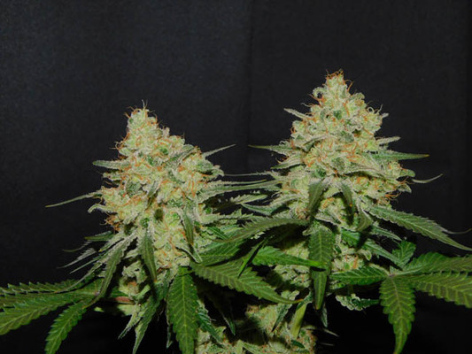 Spliff's Strawberry (Spliff Seeds) femminizzata Spliff's Strawberry (Spliff Seeds) femminizzata