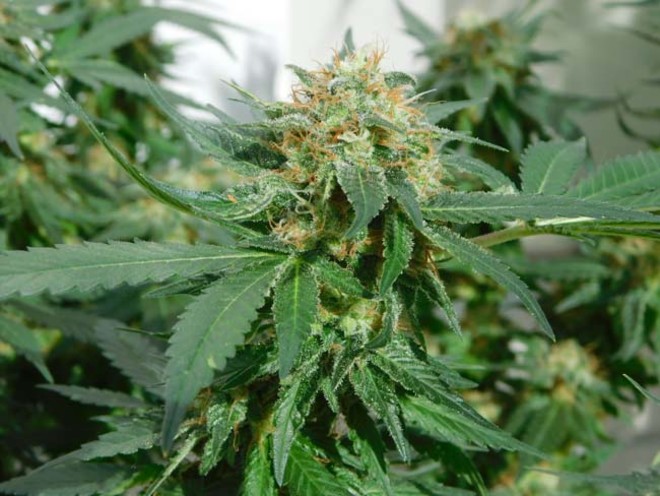 LA Affie (Cali Connection) femminizzata LA Affie (Cali Connection) femminizzata