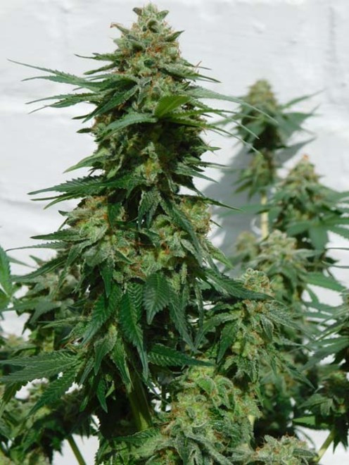 LA Affie (Cali Connection) femminizzata LA Affie (Cali Connection) femminizzata