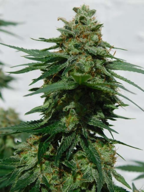 LA Affie (Cali Connection) femminizzata LA Affie (Cali Connection) femminizzata