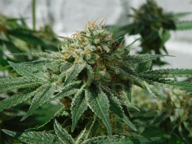 LA Affie (Cali Connection) femminizzata LA Affie (Cali Connection) femminizzata