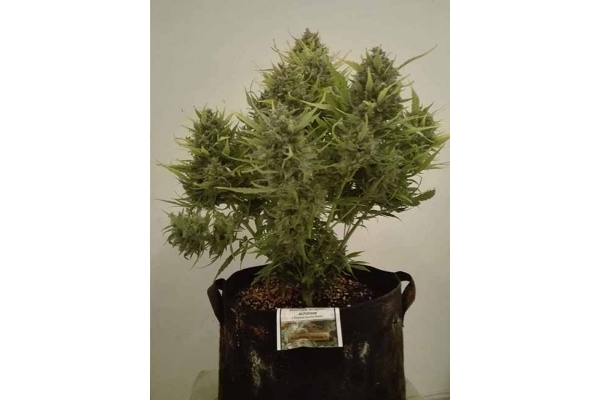 Auto White Widow (Dutch Passion) femminizzata Auto White Widow (Dutch Passion) femminizzata