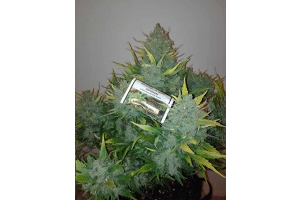 Auto White Widow (Dutch Passion) femminizzata Auto White Widow (Dutch Passion) femminizzata