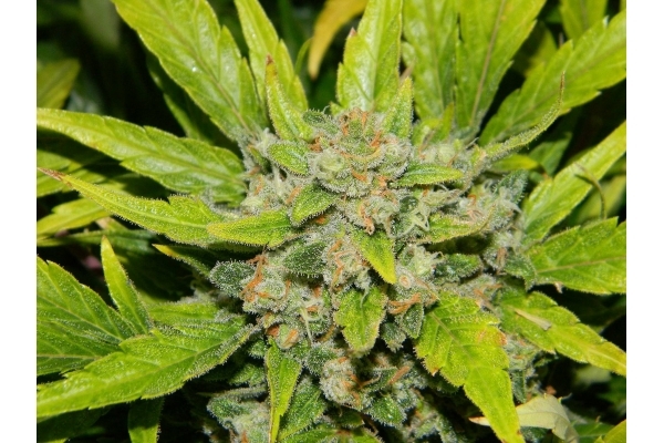 Auto White Widow (Dutch Passion) femminizzata Auto White Widow (Dutch Passion) femminizzata