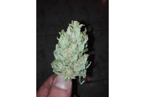 Auto White Widow (Dutch Passion) femminizzata Auto White Widow (Dutch Passion) femminizzata