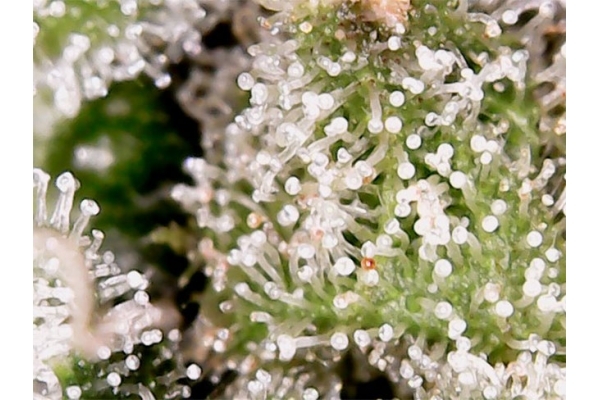 Blue Auto Mazar (Dutch Passion) femminizzata Blue Auto Mazar (Dutch Passion) femminizzata