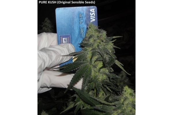 Pure Kush (Original Sensible) femminizzata Pure Kush (Original Sensible) femminizzata