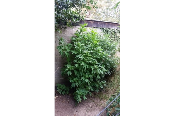 Big Bomb (Bomb Seeds) femminizzata Big Bomb (Bomb Seeds) femminizzata