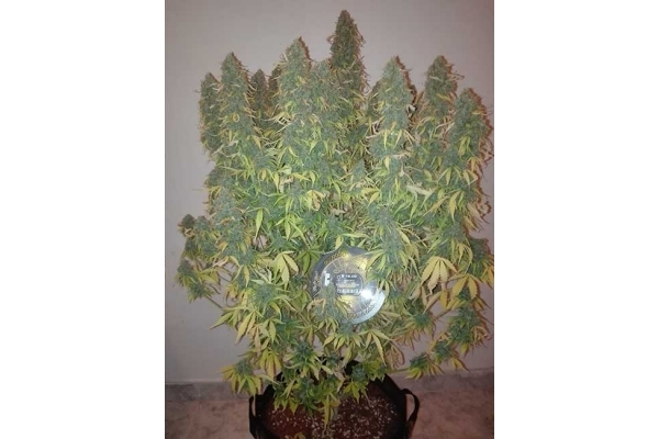 Big Bang Autoflowering (Greenhouse Seeds) femminizzata Big Bang Autoflowering (Greenhouse Seeds) femminizzata
