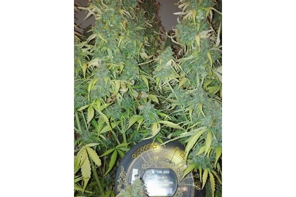 Big Bang Autoflowering (Greenhouse Seeds) femminizzata Big Bang Autoflowering (Greenhouse Seeds) femminizzata