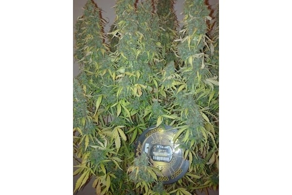 Big Bang Autoflowering (Greenhouse Seeds) femminizzata Big Bang Autoflowering (Greenhouse Seeds) femminizzata
