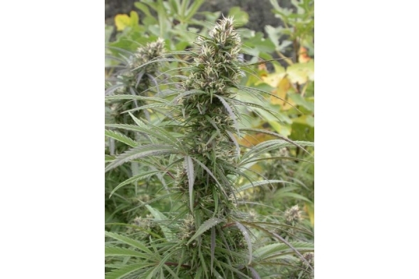 Congo (ACE Seeds) femminizzata Congo (ACE Seeds) femminizzata