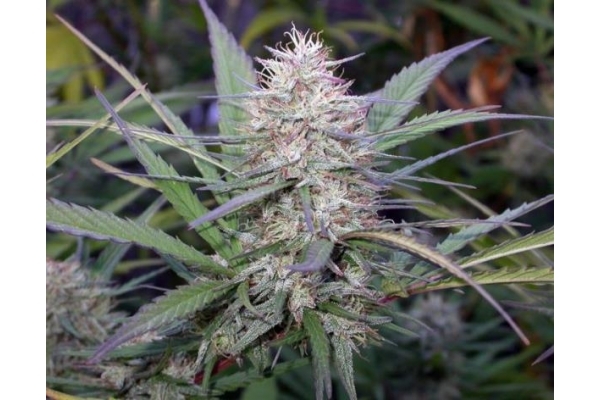 Congo (ACE Seeds) femminizzata Congo (ACE Seeds) femminizzata