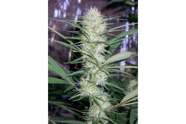 Congo (ACE Seeds) femminizzata Congo (ACE Seeds) femminizzata